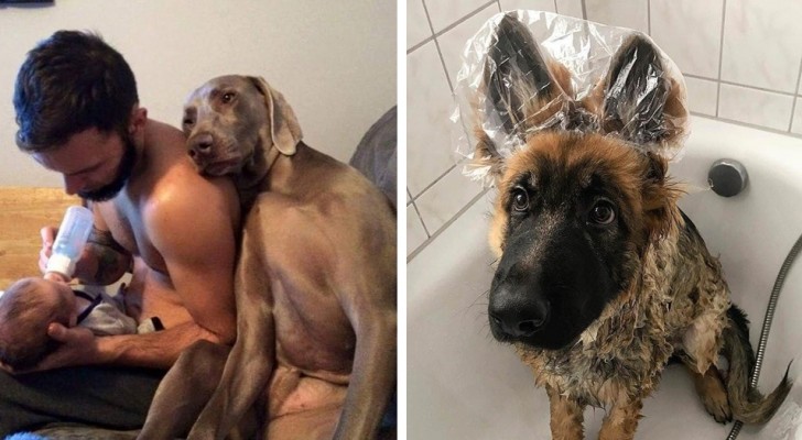22 adorable dogs that will succeed in infusing you with a good mood