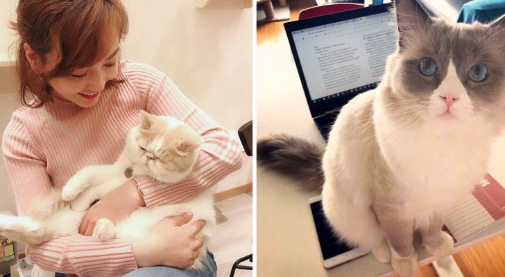 Un'azienda giapponese ha adottato dei gatti per ridurre lo stress lavorativo, e i risultati sono sorprendenti