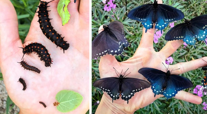Ce garçon aide une population de papillons très rares en les élevant dans sa cour