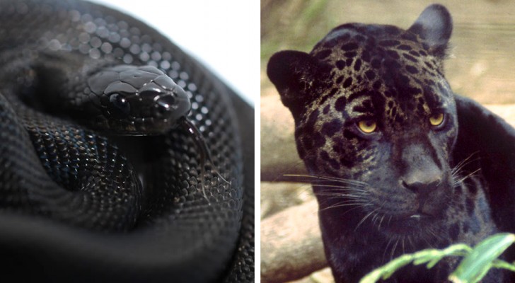 A sinistra, un serpente nero. A destra, un leopardo nero