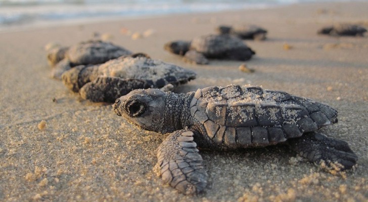 I piccoli di tartaruga sono tornati a Mumbai, dopo "il più grande intervento di pulizia di una spiaggia"