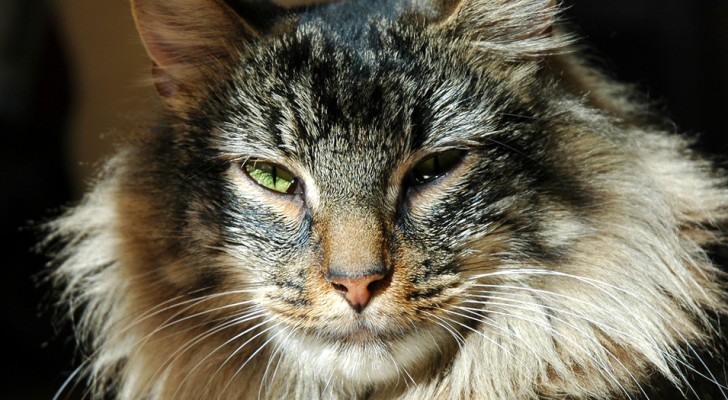 Laut dieser Studie sind Katzen durchaus in der Lage, die Stimme ihres Herrchens zu erkennen...