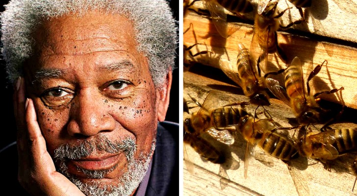 Skådespelaren Morgan Freeman förvandlar sin ranch på 50 hektar till ett skyddsområde för att rädda bin