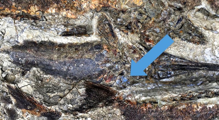 I fossili rivelano un nuovo inquietante dettaglio riguardo alla catastrofe che spazzò via i dinosauri