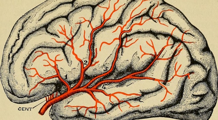 Es gibt immer mehr Hinweise darauf, dass Parkinson NICHT im Gehirn entsteht