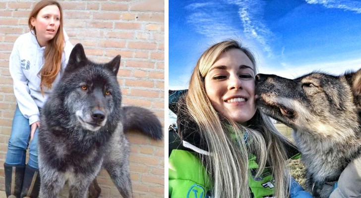 18 photos de chiens loups qui vous donneront envie d'en tenir un dans les bras