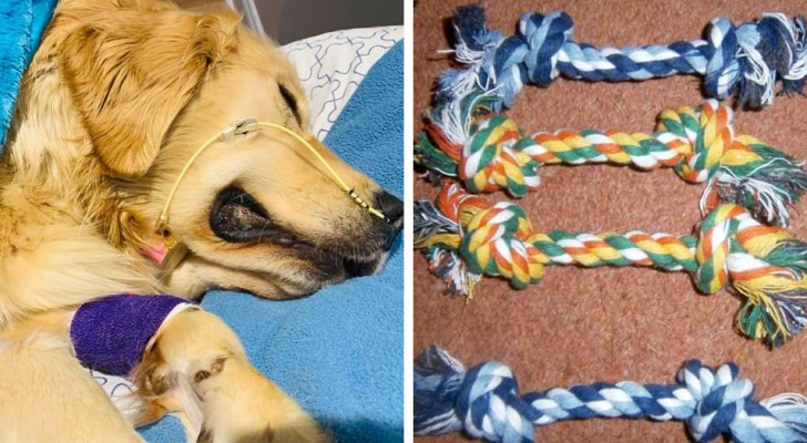 Een vrouw verloor haar Golden Retriever omdat ze delen van een normaal speeltje van touw inslikte