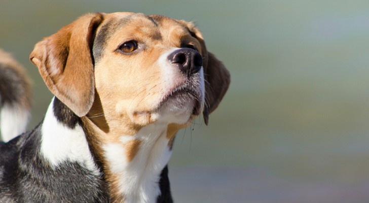 I cani sanno riconoscere l'odore del cancro, con un'accuratezza del 97%: lo studio