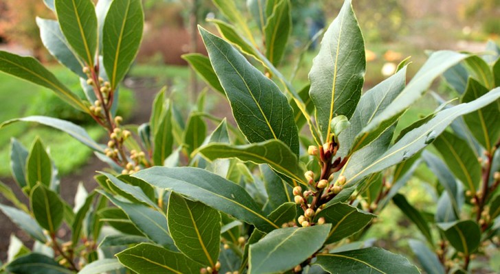 All the benefits of laurel, a plant appreciated for thousands of years for its multiple powers