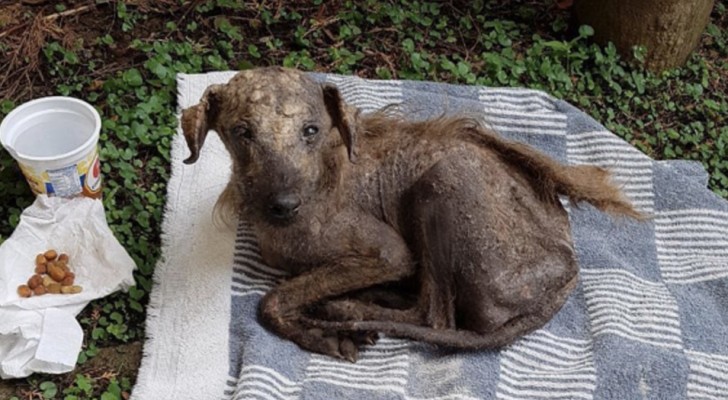 Uma mulher encontra um cachorro que estava morrendo, ignorado por todos: depois de 3 meses ele está irreconhecível