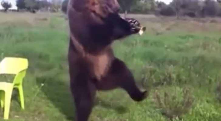 The Compilation of dancing Animals that will change your Day