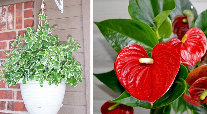NASA listed 17 plants capable of purifying the air in our homes 