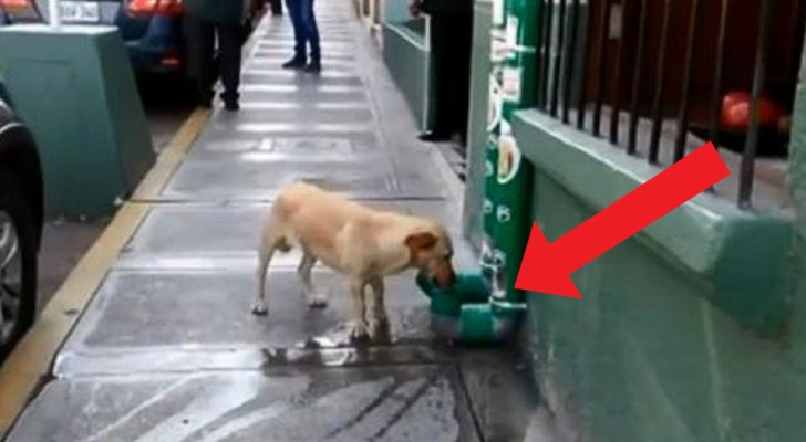 Peruvian policemen install water and pet food dispensers for stray dogs, and their gesture receives global praise