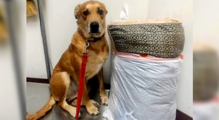 A dog is abandoned by its owner together with its kennel and toys but the following day it finds a new family