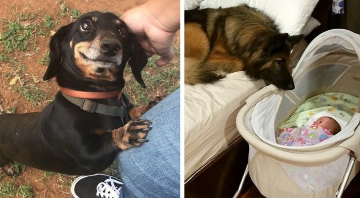 21 foto’s die laten zien waarom honden volwaardige leden van het gezin zijn