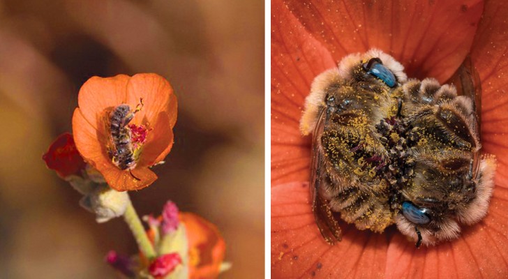 Ein Fotograf entdeckt zwei Bienen, die in einer Blume schlafen: Der Schnappschuss ist von ansteckender Süße