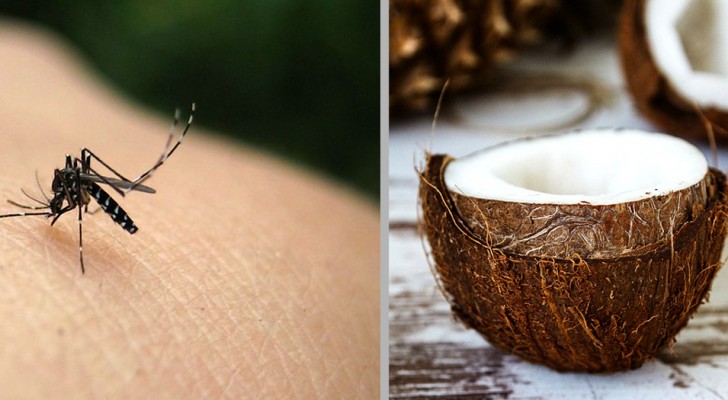 L'olio di cocco: facile da preparare a casa e ottime repellente naturale contro le zanzare