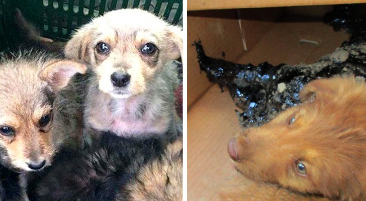 Os voluntários encontram 4 cães presos no alcatrão, mas entendem que eles ainda podem ser salvos