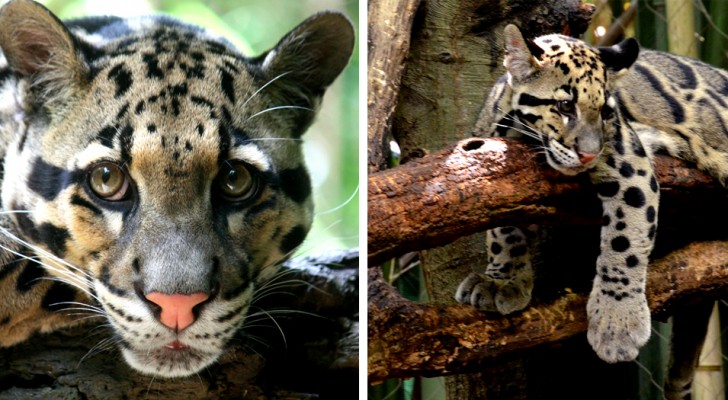 Un leopardo "estinto" da decenni è stato avvistato in Taiwan: la notizia ha sorpreso gli zoologi