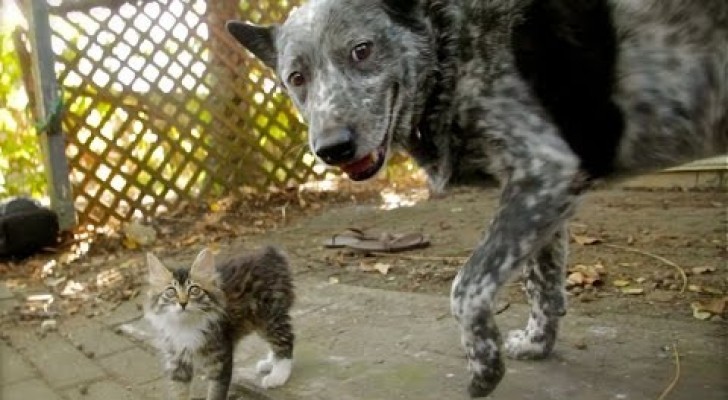 Dog and disabled kitten play together...