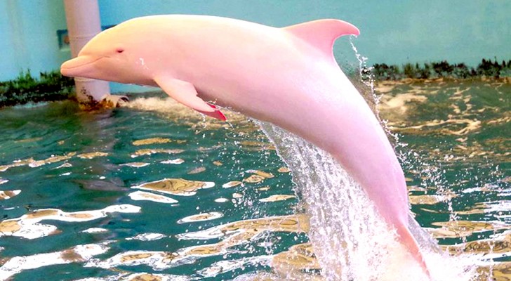 Boaters spot a rare pink dolphin and the extraordinary images of this lovely creature go viral!