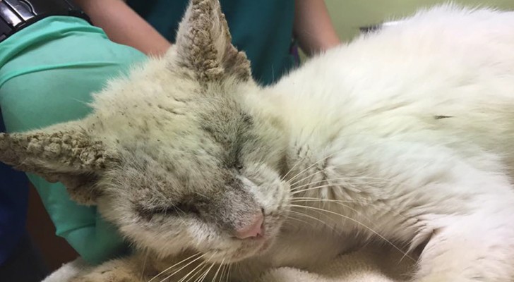 Nach monatelanger Behandlung hat diese streunende Katze ihre Augen wieder geöffnet: eins ist blau und das andere goldfarben