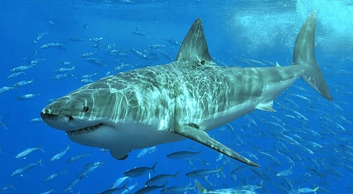 Le grand requin blanc n'est pas au sommet de la chaîne alimentaire : les orques font fuir même lui