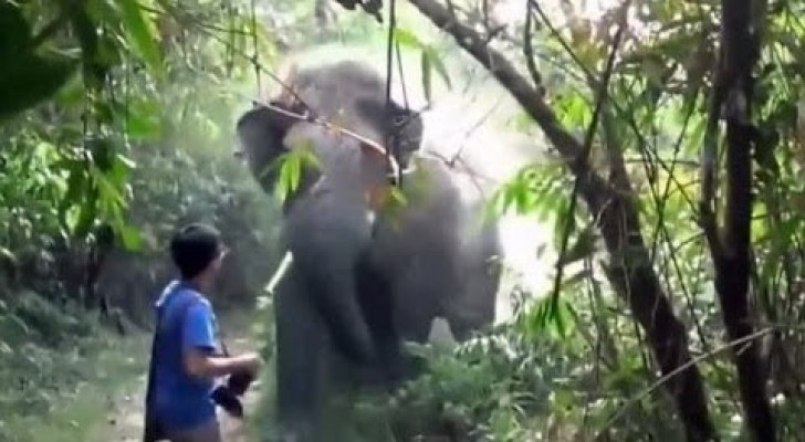 Et vous, comment réagiriez-vous face à l'attaque d'un éléphant?