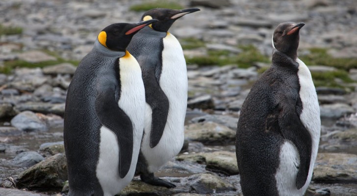 Scomparsa la seconda colonia più grande al mondo di pinguini imperatore: la causa sono i cambiamenti climatici