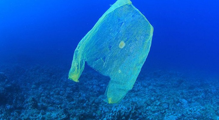 La beffa dei sacchetti biodegradabili: dopo 3 anni sono ancora intatti. Lo rivela un nuovo studio
