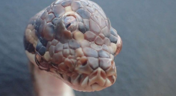 In Australien wurde eine Schlange mit 3 Augen gefunden: Die Fotos sehen aus wie die eines Fabelwesens