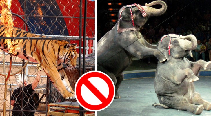 Großbritannien verbietet die Verwendung von Wildtieren in Zirkussen