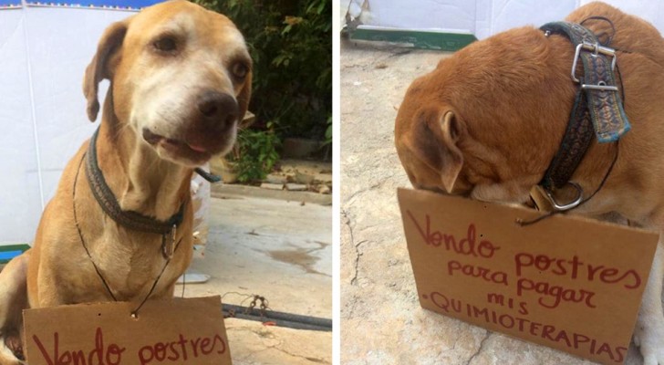  Ein kleiner Hund "verkauft" Süßigkeiten, um seine Behandlung zu bezahlen: Das Foto füllte die Augen aller mit Tränen