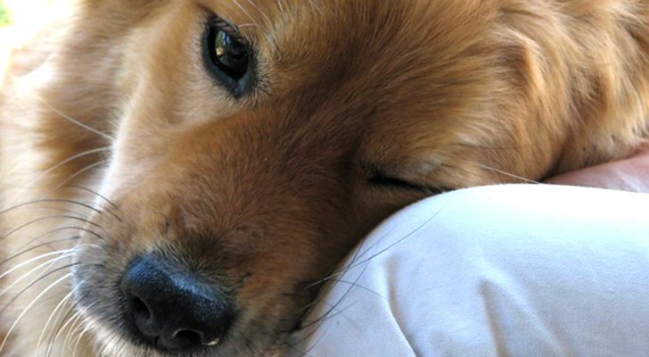  8 ways that your dog is telling you: "I love You!"