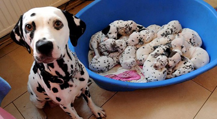 19 mothers who proudly show off the beauty of their cute little puppies