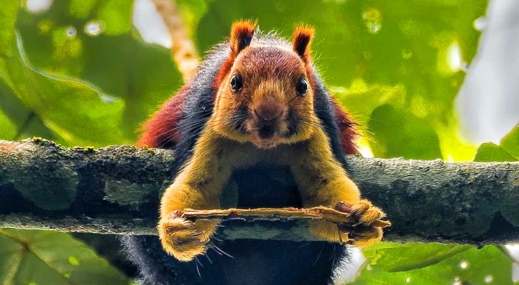 Indien: Ein Fotograf fängt wunderbare Bilder des Regenbogen-Eichhörnchens ein, das bis zu einem Meter lang werden kann