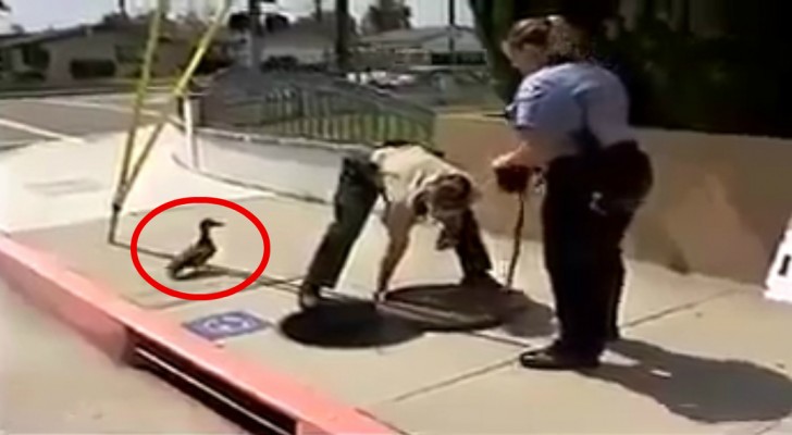 La maman canard attire l'attire l'attention des policiers pour sauver ses petits
