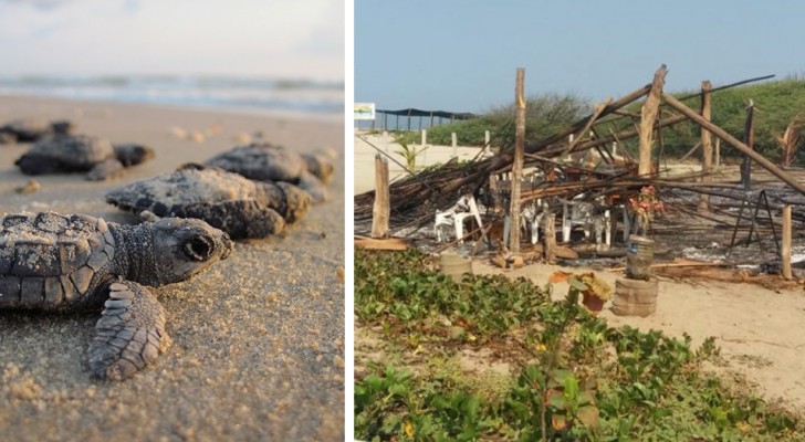I vandali devastano e danno alle fiamme un campo per il salvataggio delle tartarughe marine
