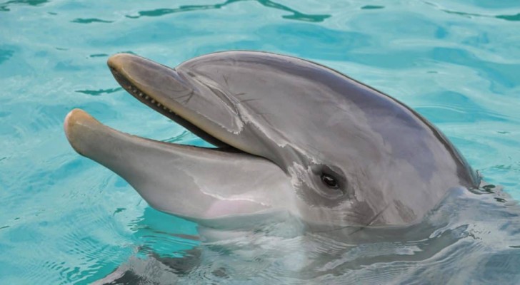 Una ricerca conferma che i delfini parlano e comunicano tra loro come noi umani