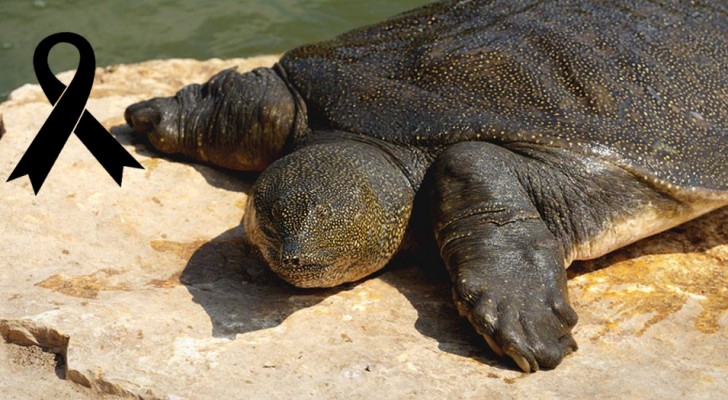 Het laatste "bekende" vrouwtje van deze zeldzame soort schildpad is dood: het risico van uitsterven is erg hoog