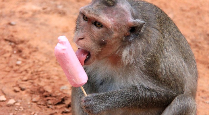 Gli scienziati cinesi hanno sviluppato delle super scimmie usando il gene "dell'intelligenza umana"