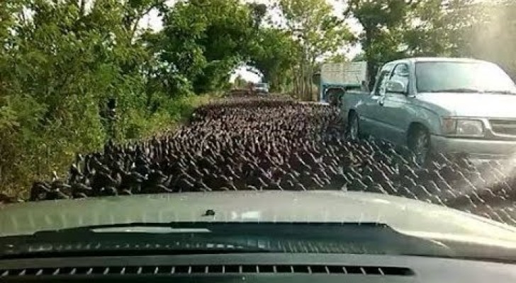 100.000 patos percorrem uma rua na Tailândia