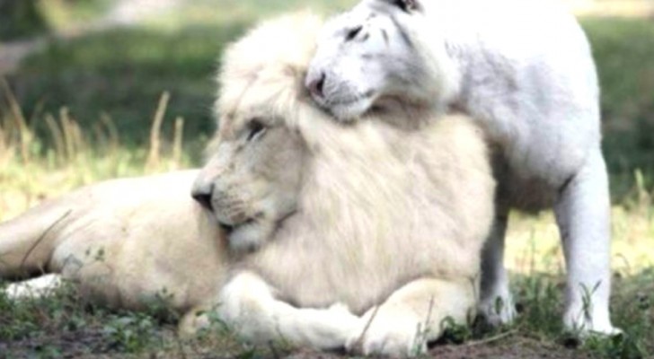 Four "liger" cubs are born as the result of cross breeding between a white lion and a white tiger