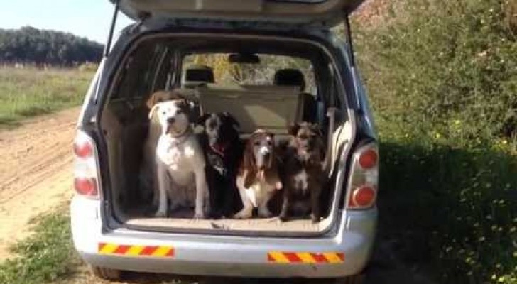 I 5 cani più pazienti che abbiate mai visto prima