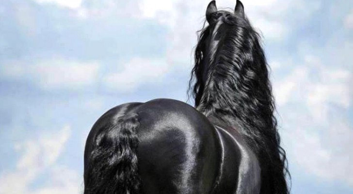 It may seem to be a horse like all the others, but looking at it closely, you will understand why he is considered the most beautiful horse in the world