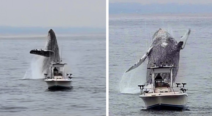 Una megattera gigantesca salta fuori dall'acqua sfiorando un'imbarcazione: il video è spettacolare