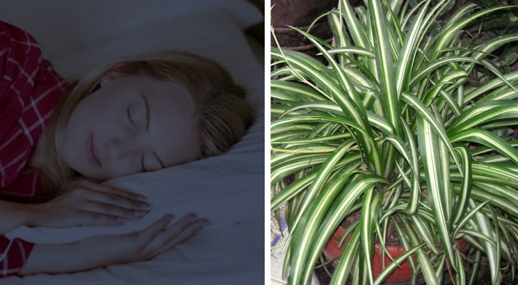 According to NASA putting one of these five plants in your house improves the air quality and therefore your sleep 