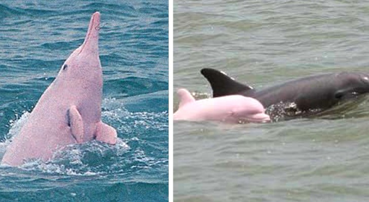 Un dauphin rose très rare a donné naissance à un petit, et maintenant l'"espèce" pourrait être sauvée de l'extinction