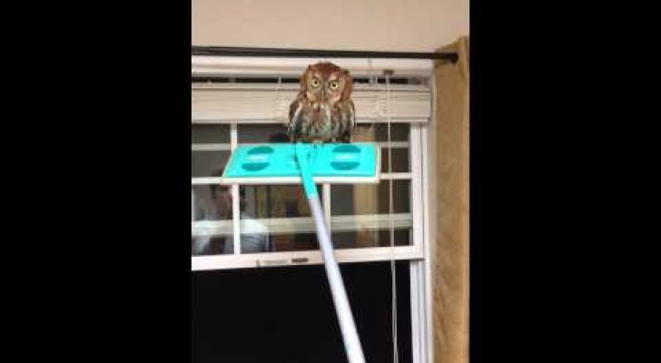 The Gentle Release of a Moody Owl 