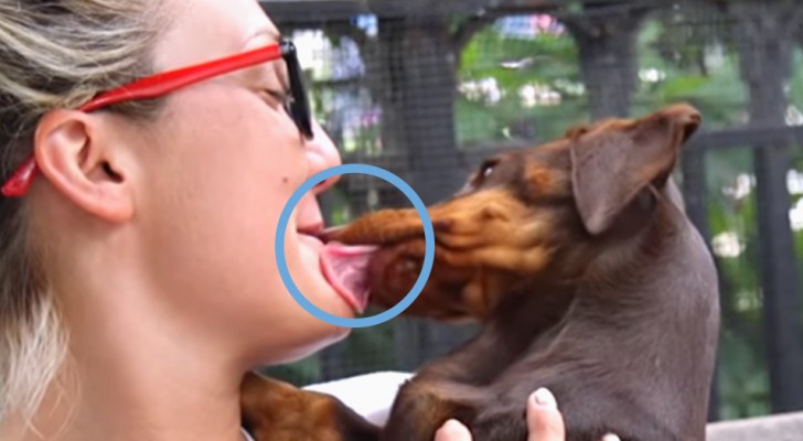 Door de hond vlakbij je mond gelikt worden kan erg gevaarlijk zijn, dat zegt een viroloog